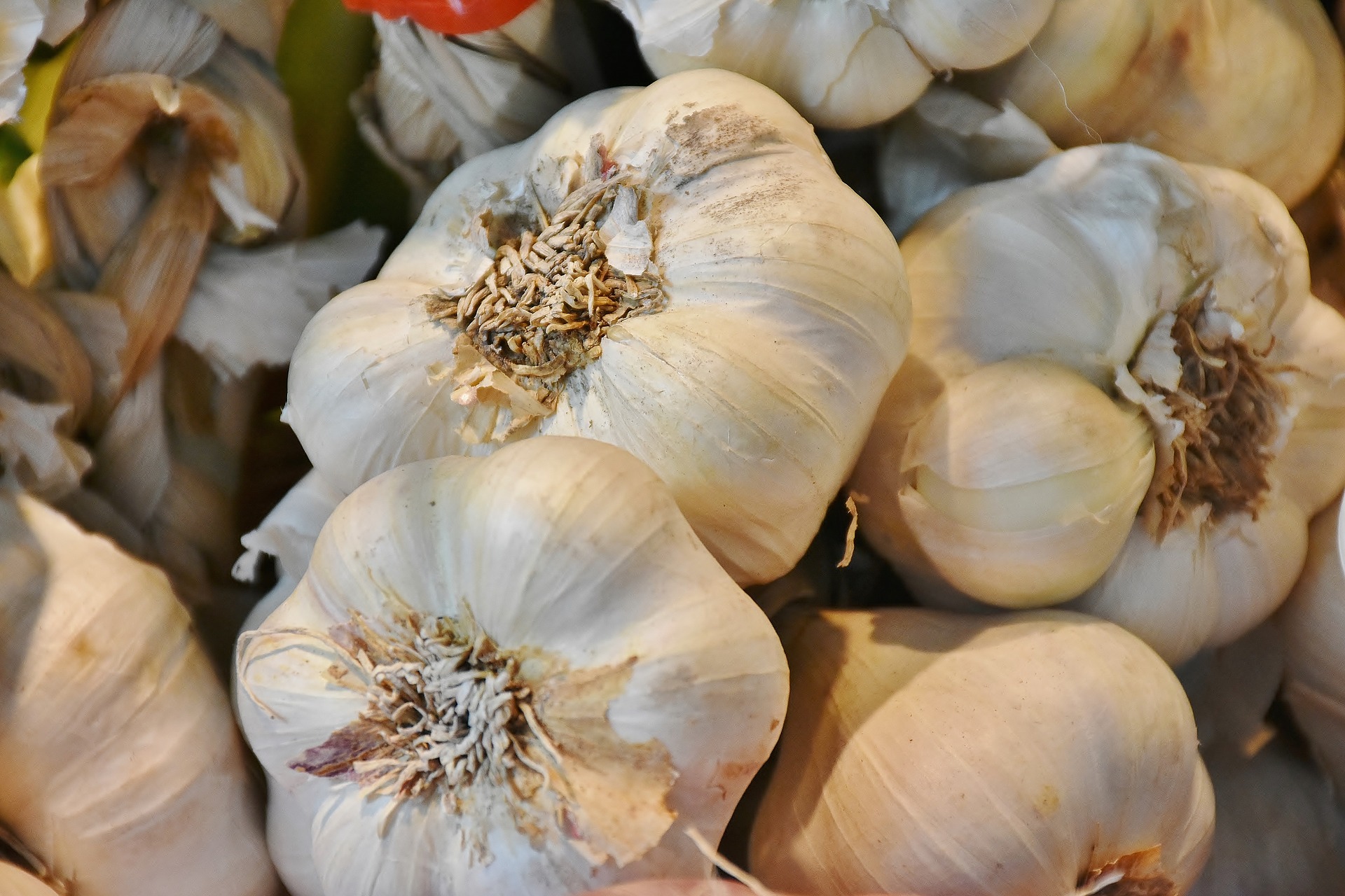 aged garlic flu